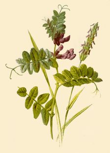 Bush-Vetch & Sweet-Scented Vernal Grass 1877. Creator: Frederick Edward Hulme