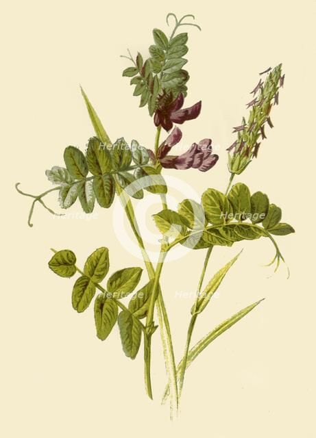 'Bush-Vetch & Sweet-Scented Vernal Grass', 1877. Creator: Frederick Edward Hulme.