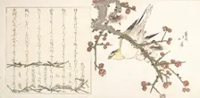 Bush Warbler on a Plum Branch (Ume ni uguisu), early 19th century. Creator: Totoya Hokkei