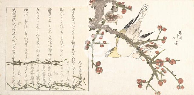 Bush Warbler on a Plum Branch (Ume ni uguisu), early 19th century. Creator: Totoya Hokkei.