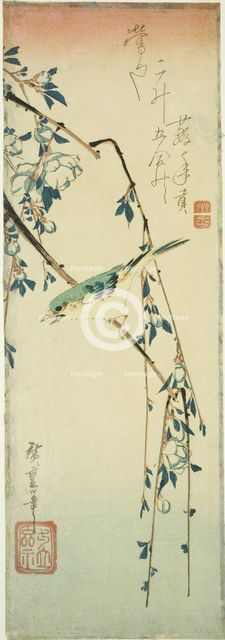 Bush warbler on plum branch, 1830s. Creator: Ando Hiroshige.
