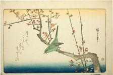 Bush warbler on plum branch, 1840s. Creator: Ando Hiroshige