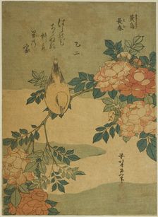 Bush Warbler and Rose (Kocho, bara), from an untitled series of flowers and birds, Japan, c. 1834. Creator: Hokusai