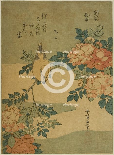 Bush Warbler and Rose (Kocho, bara), from an untitled series of flowers and birds, Japan, c. 1834. Creator: Hokusai.
