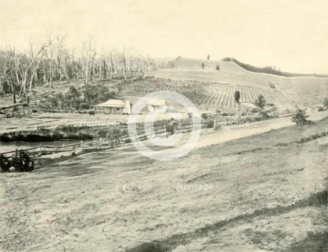''Bush Workman's Home, Gippsland, Victoria', 1901. Creator: Unknown.