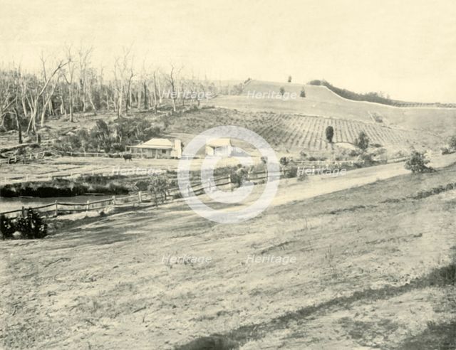 ''Bush Workman's Home, Gippsland, Victoria', 1901. Creator: Unknown.