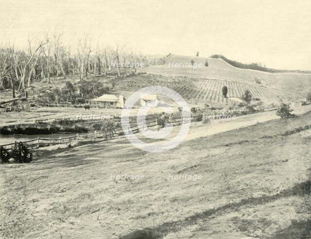 ''Bush Workman's Home, Gippsland, Victoria', 1901. Creator: Unknown.