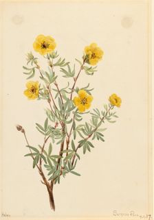 Bush Cinquefoil (Potentilla fruticosa), 1917. Creator: Mary Vaux Walcott