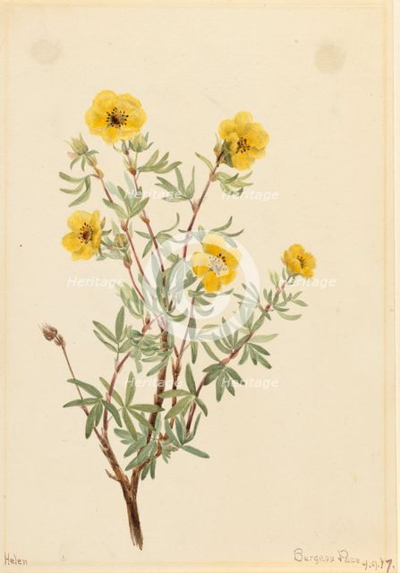 Bush Cinquefoil (Potentilla fruticosa), 1917. Creator: Mary Vaux Walcott.