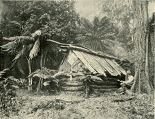 Bush Hut, Dandenong Ranges, Victoria 1901. Creator: Unknown
