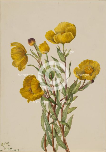 Bushpoppy (Dendromecon rigidum), 1927. Creator: Mary Vaux Walcott.