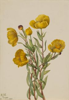 Bushpoppy (Dendromecon rigidum), 1927. Creator: Mary Vaux Walcott