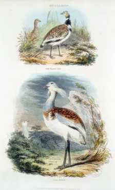 Bustards, 1835. Creator: Unknown