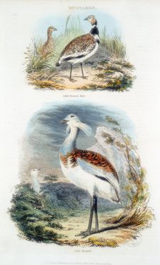 Bustards, 1835. Creator: Unknown