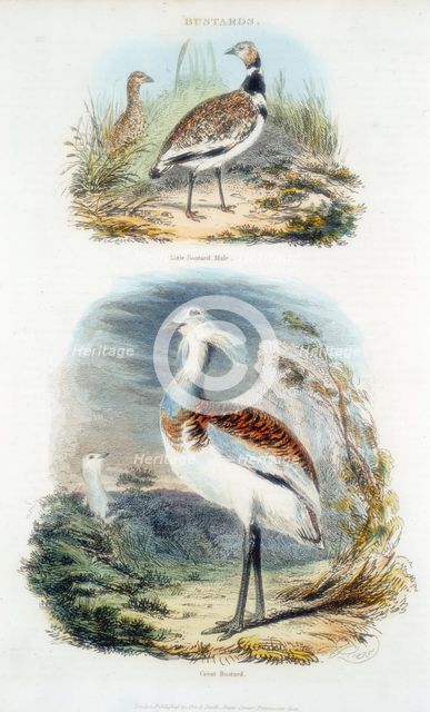 Bustards, 1835. Creator: Unknown.