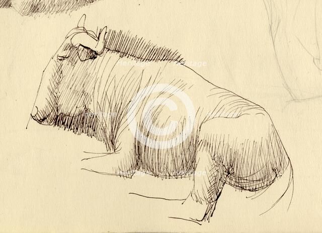 Gnu, c1951. Creator: Shirley Markham.