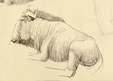 Gnu, c1951. Creator: Shirley Markham