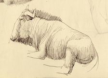 Gnu, c1951. Creator: Shirley Markham