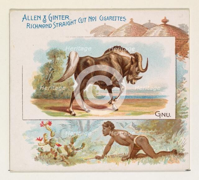 Gnu, from Quadrupeds series (N41) for Allen & Ginter Cigarettes, 1890. Creator: Allen & Ginter.