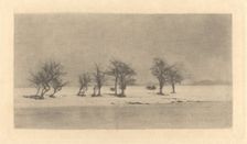 Gnarled-Thorn Trees, c. 1890, printed c. 1895. Creator: Dr Peter Henry Emerson