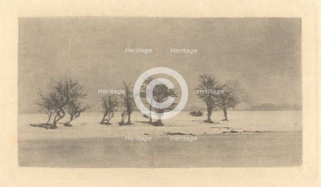 Gnarled-Thorn Trees, c. 1890, printed c. 1895. Creator: Dr Peter Henry Emerson.