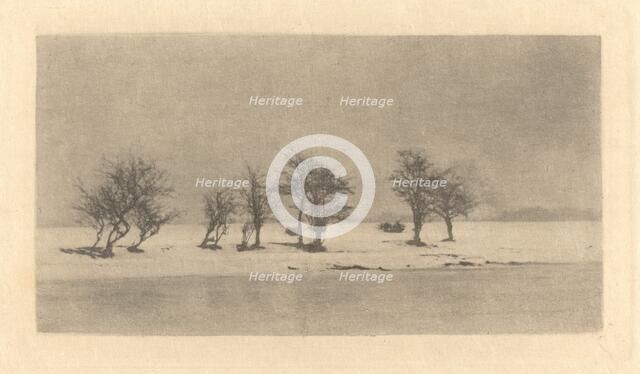 Gnarled-Thorn Trees, c. 1890, printed c. 1895. Creator: Dr Peter Henry Emerson.