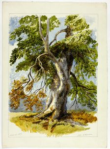 Gnarled Tree, 1826-1873. Creator: Unknown