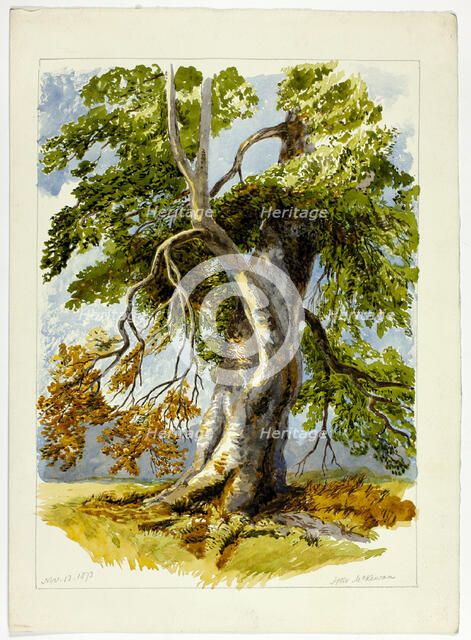 Gnarled Tree, 1826-1873. Creator: Unknown.