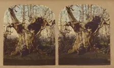 Gnarled tree, 1857-1859. Creator: William Morris Grundy
