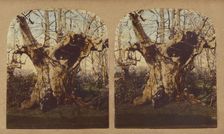 Gnarled tree, 1857-1859. Creator: William Morris Grundy
