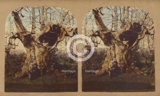 Gnarled tree, 1857-1859. Creator: William Morris Grundy.