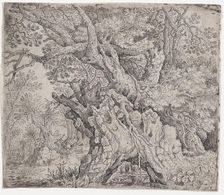 Gnarled Tree, ca. 1608-09. Creator: Roelandt Savery