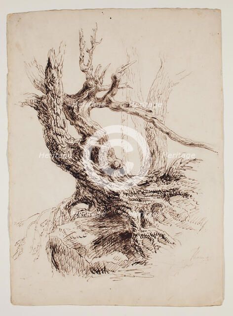 Gnarled Tree Trunk, c1826. Creator: Thomas Cole.