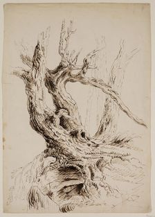 Gnarled Tree Trunk, c1826. Creator: Thomas Cole