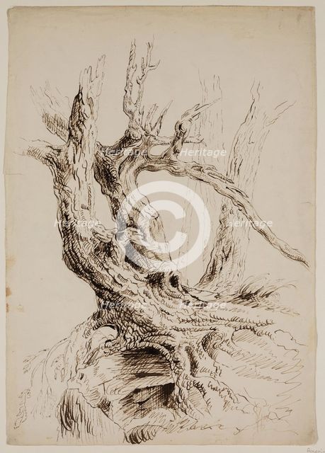 Gnarled Tree Trunk, c1826. Creator: Thomas Cole.