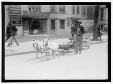 Goat team, between 1910 and 1917. Creator: Harris & Ewing