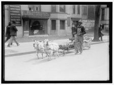 Goat team, between 1910 and 1917. Creator: Harris & Ewing