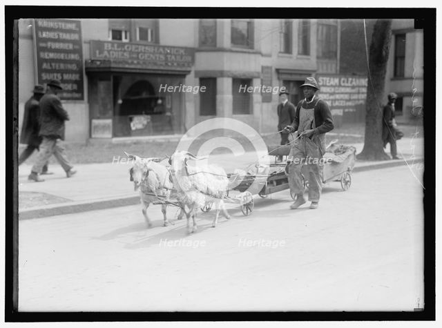 Goat team, between 1910 and 1917. Creator: Harris & Ewing.