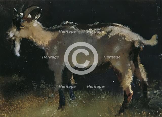 Goat, undated. (c1860-1900) Creator: Anton Schrodl.