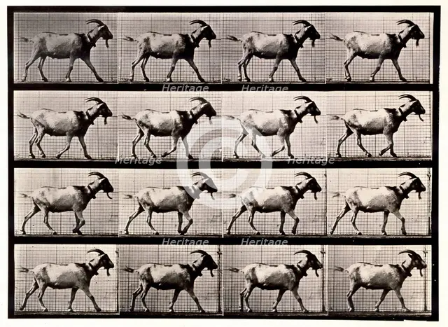 Goat Walking, 1872-1885.  Creator: Eadweard J Muybridge.