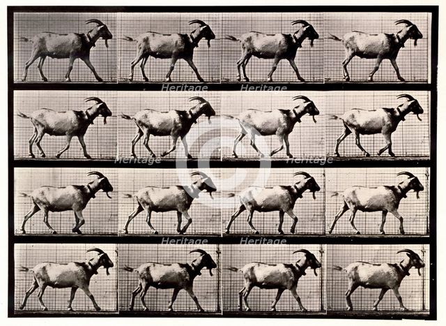 Goat Walking, 1872-1885.  Creator: Eadweard J Muybridge.