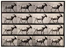 Goat Walking, 1872-1885. Creator: Eadweard J Muybridge