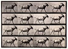 Goat Walking, 1872-1885. Creator: Eadweard J Muybridge