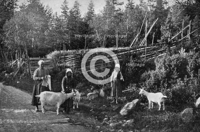 Goat farming in Dalarna, Sweden, 1908-1909.Artist: Wald Zachrisson