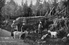 Goat farming in Dalarna, Sweden, 1908-1909.Artist: Wald Zachrisson