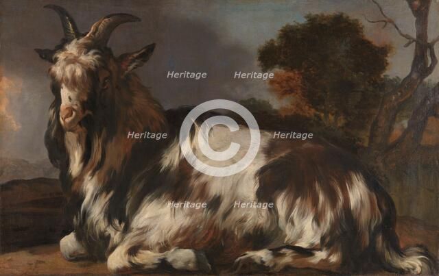 Goat Lying Down, 1645-1660. Creator: Jan Baptist Weenix.