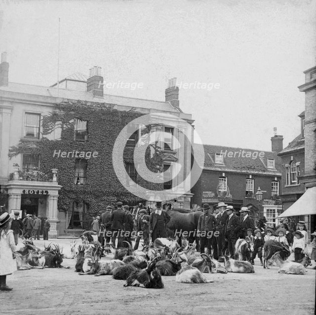 Goat market, possibly Ireland, 1895. Creator: Robert Augustus Henry L'Estrange.