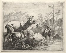 Goats, 1665. Creator: Johann Heinrich Roos (German, 1631-1685)