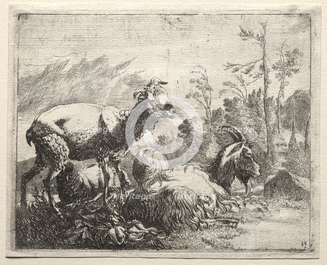 Goats, 1665. Creator: Johann Heinrich Roos (German, 1631-1685).