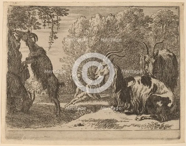 Goats. Creator: Herman van Swanevelt.